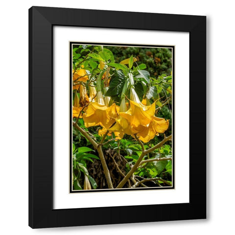 Yellow Angels Trumpet Black Modern Wood Framed Art Print with Double Matting by Engelbrecht, Lisa S.