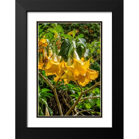 Yellow Angels Trumpet Black Modern Wood Framed Art Print with Double Matting by Engelbrecht, Lisa S.