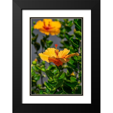 Yellow Hibiscus Black Modern Wood Framed Art Print with Double Matting by Engelbrecht, Lisa S.