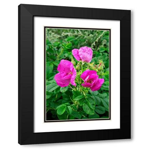 Beach rose Black Modern Wood Framed Art Print with Double Matting by Engelbrecht, Lisa S.