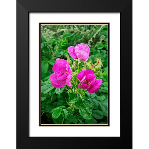 Beach rose Black Modern Wood Framed Art Print with Double Matting by Engelbrecht, Lisa S.