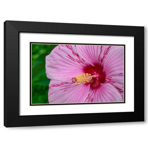 Swamp Rose Mallow Black Modern Wood Framed Art Print with Double Matting by Engelbrecht, Lisa S.