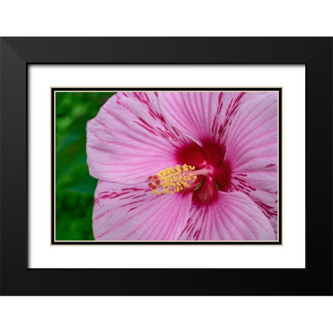 Swamp Rose Mallow Black Modern Wood Framed Art Print with Double Matting by Engelbrecht, Lisa S.
