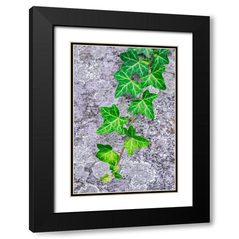 Ivy growing on granite Black Modern Wood Framed Art Print with Double Matting by Engelbrecht, Lisa S.