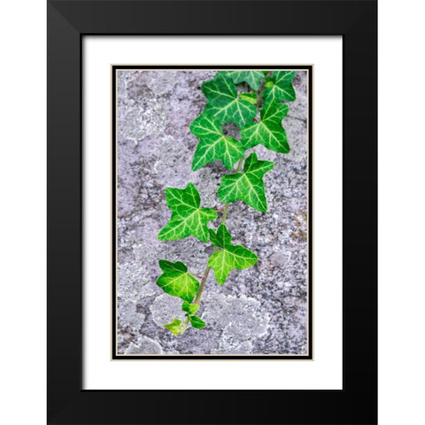 Ivy growing on granite Black Modern Wood Framed Art Print with Double Matting by Engelbrecht, Lisa S.