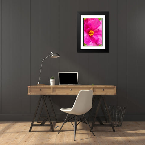 Pink Begonia Black Modern Wood Framed Art Print with Double Matting by Engelbrecht, Lisa S.