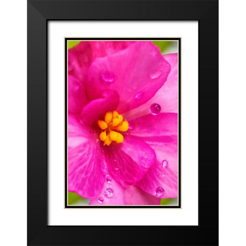 Pink Begonia Black Modern Wood Framed Art Print with Double Matting by Engelbrecht, Lisa S.