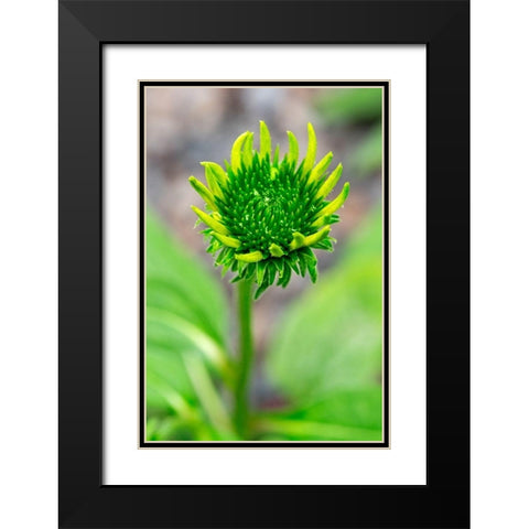 Coneflower starting to bloom Black Modern Wood Framed Art Print with Double Matting by Engelbrecht, Lisa S.