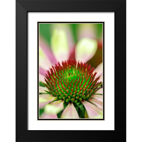 Coneflower Black Modern Wood Framed Art Print with Double Matting by Engelbrecht, Lisa S.