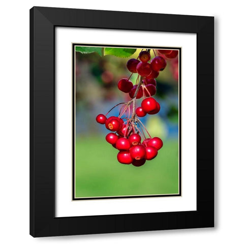 Cockspur Hawthorn-fruit Black Modern Wood Framed Art Print with Double Matting by Engelbrecht, Lisa S.