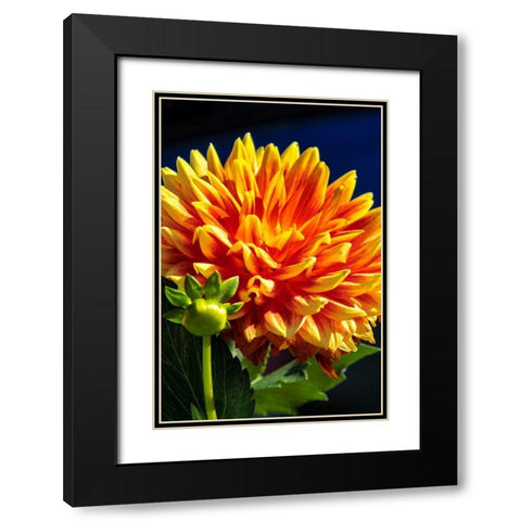Dahlia Black Modern Wood Framed Art Print with Double Matting by Engelbrecht, Lisa S.