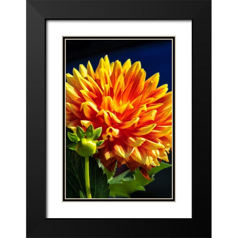 Dahlia Black Modern Wood Framed Art Print with Double Matting by Engelbrecht, Lisa S.