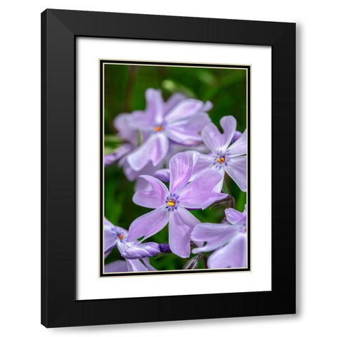 Creeping Phlox Black Modern Wood Framed Art Print with Double Matting by Engelbrecht, Lisa S.