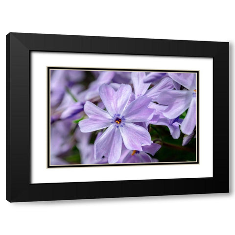 Creeping Phlox Black Modern Wood Framed Art Print with Double Matting by Engelbrecht, Lisa S.