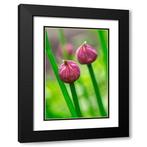 Chive Black Modern Wood Framed Art Print with Double Matting by Engelbrecht, Lisa S.