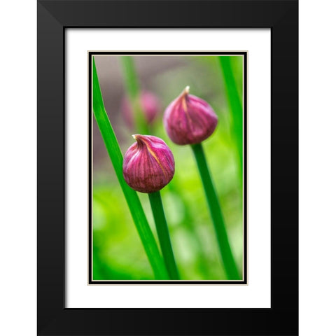 Chive Black Modern Wood Framed Art Print with Double Matting by Engelbrecht, Lisa S.