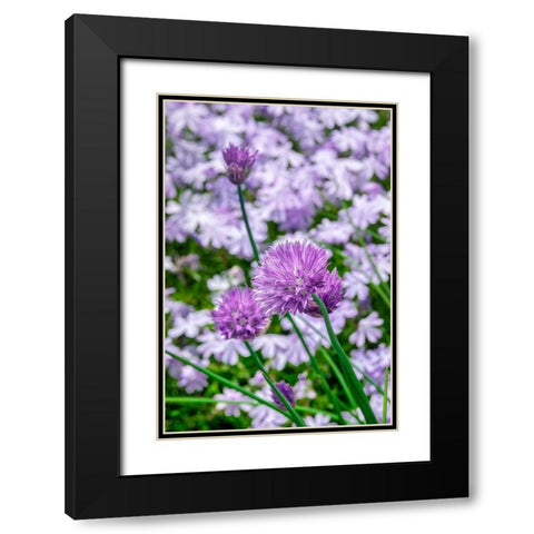 Creeping Phlox and chives Black Modern Wood Framed Art Print with Double Matting by Engelbrecht, Lisa S.