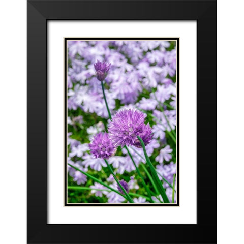 Creeping Phlox and chives Black Modern Wood Framed Art Print with Double Matting by Engelbrecht, Lisa S.