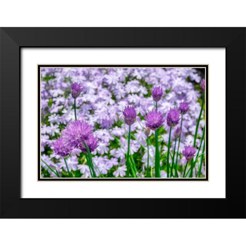 Creeping Phlox and chives Black Modern Wood Framed Art Print with Double Matting by Engelbrecht, Lisa S.