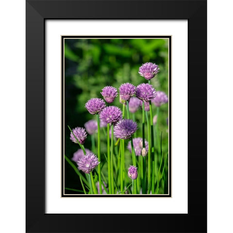 Chives Black Modern Wood Framed Art Print with Double Matting by Engelbrecht, Lisa S.