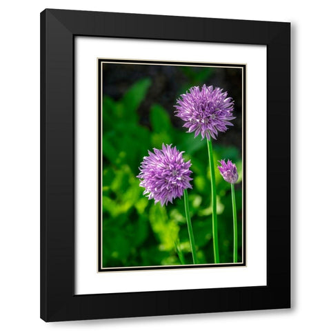 Chives Black Modern Wood Framed Art Print with Double Matting by Engelbrecht, Lisa S.
