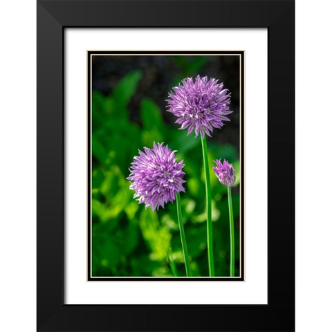 Chives Black Modern Wood Framed Art Print with Double Matting by Engelbrecht, Lisa S.