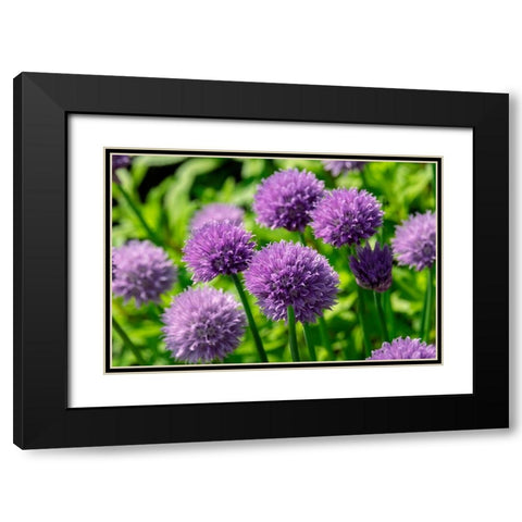 Chives Black Modern Wood Framed Art Print with Double Matting by Engelbrecht, Lisa S.