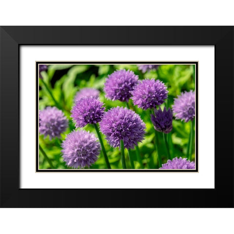 Chives Black Modern Wood Framed Art Print with Double Matting by Engelbrecht, Lisa S.
