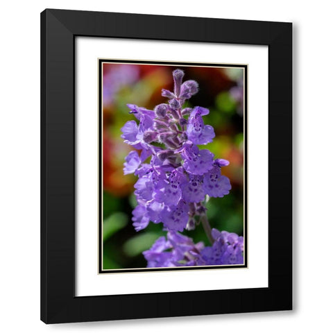 Catmint Black Modern Wood Framed Art Print with Double Matting by Engelbrecht, Lisa S.