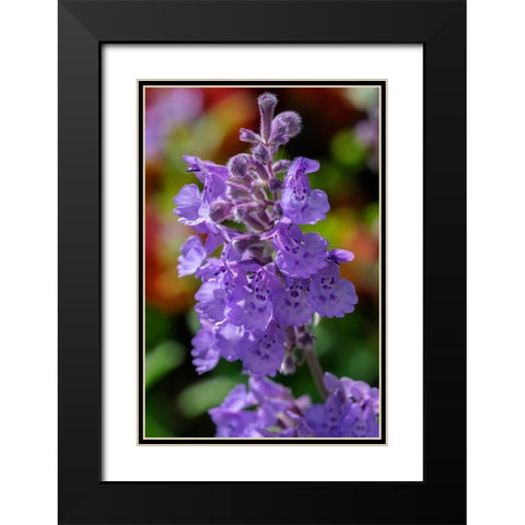 Catmint Black Modern Wood Framed Art Print with Double Matting by Engelbrecht, Lisa S.