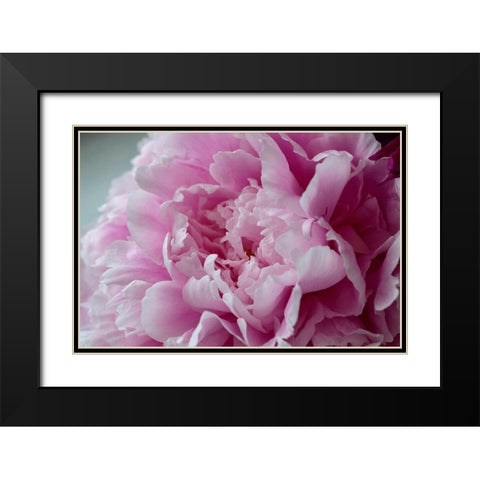 Pink Peony Black Modern Wood Framed Art Print with Double Matting by Engelbrecht, Lisa S.