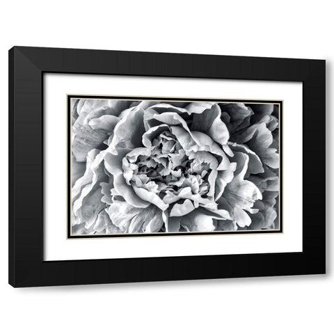 Black and White Peony Black Modern Wood Framed Art Print with Double Matting by Engelbrecht, Lisa S.