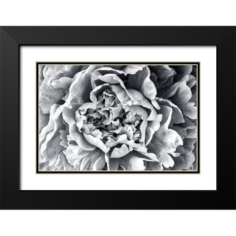 Black and White Peony Black Modern Wood Framed Art Print with Double Matting by Engelbrecht, Lisa S.