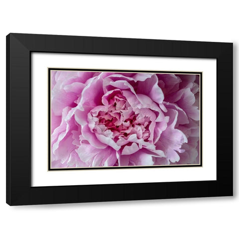 Pink Peony Black Modern Wood Framed Art Print with Double Matting by Engelbrecht, Lisa S.