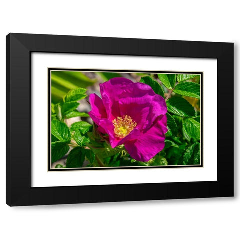 Beach rose Black Modern Wood Framed Art Print with Double Matting by Engelbrecht, Lisa S.