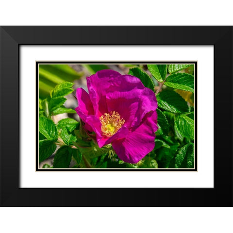 Beach rose Black Modern Wood Framed Art Print with Double Matting by Engelbrecht, Lisa S.