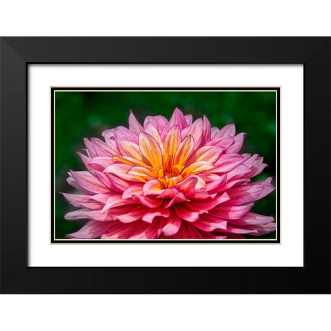 Pink and Yellow Dahlia Black Modern Wood Framed Art Print with Double Matting by Engelbrecht, Lisa S.