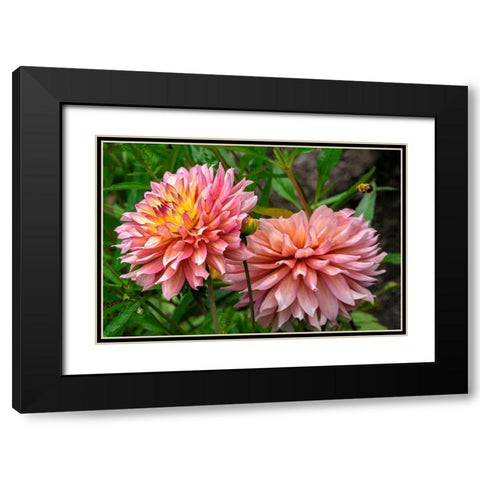 Dahlia Black Modern Wood Framed Art Print with Double Matting by Engelbrecht, Lisa S.
