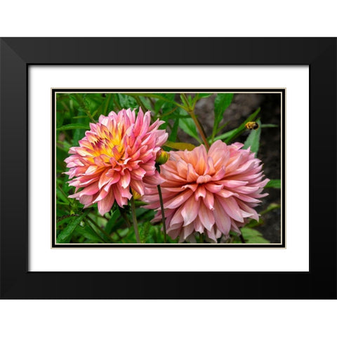 Dahlia Black Modern Wood Framed Art Print with Double Matting by Engelbrecht, Lisa S.