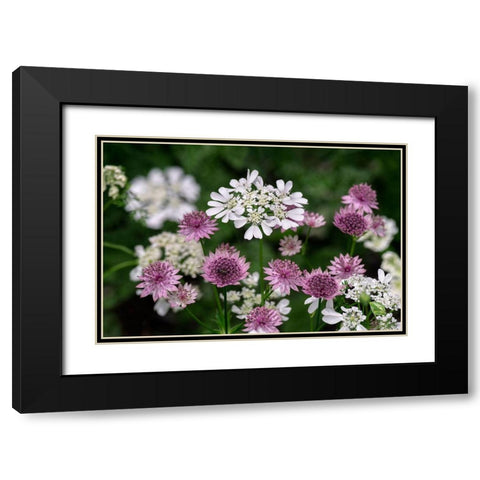 Greater Masterwort Black Modern Wood Framed Art Print with Double Matting by Engelbrecht, Lisa S.