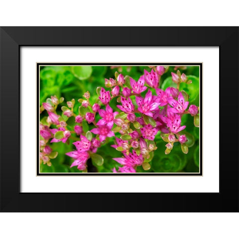 Pink Flowering Sedum Black Modern Wood Framed Art Print with Double Matting by Engelbrecht, Lisa S.