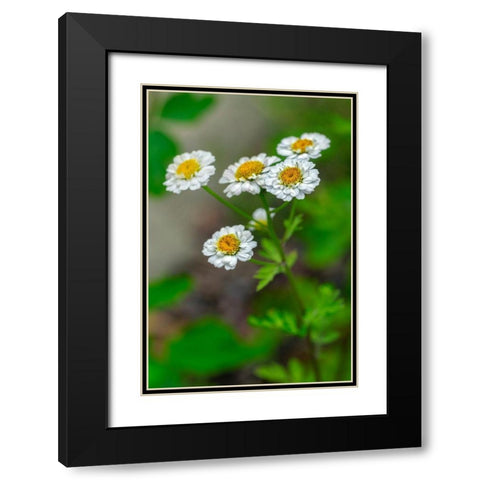 White Feverfew Black Modern Wood Framed Art Print with Double Matting by Engelbrecht, Lisa S.