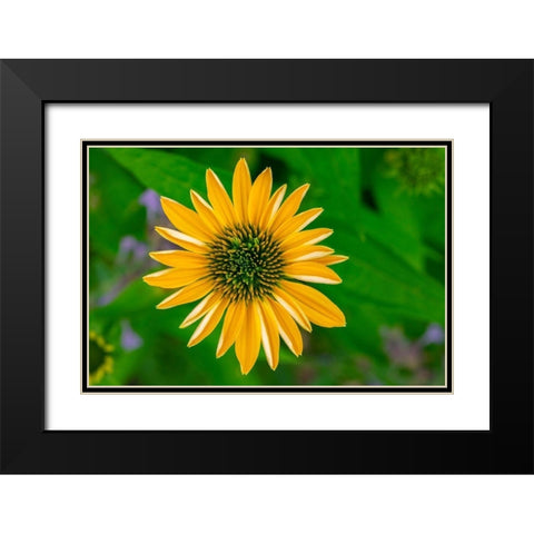 Yellow Coneflower Black Modern Wood Framed Art Print with Double Matting by Engelbrecht, Lisa S.