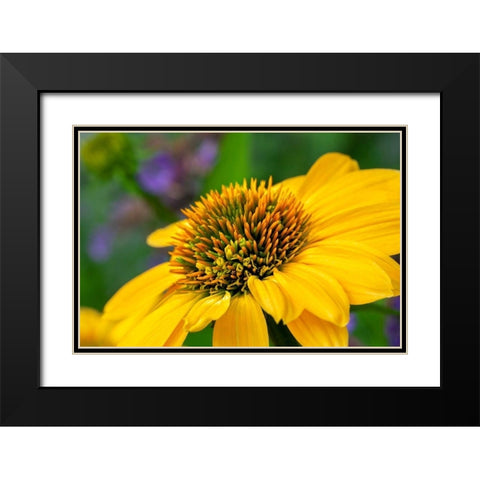 Yellow Coneflower Black Modern Wood Framed Art Print with Double Matting by Engelbrecht, Lisa S.