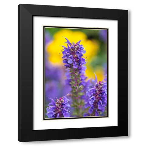 Purple Hyssop Black Modern Wood Framed Art Print with Double Matting by Engelbrecht, Lisa S.