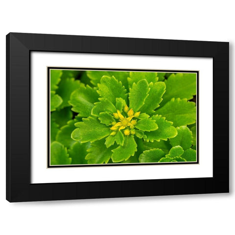 Flowering Stonecrop Black Modern Wood Framed Art Print with Double Matting by Engelbrecht, Lisa S.