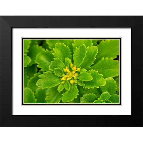 Flowering Stonecrop Black Modern Wood Framed Art Print with Double Matting by Engelbrecht, Lisa S.