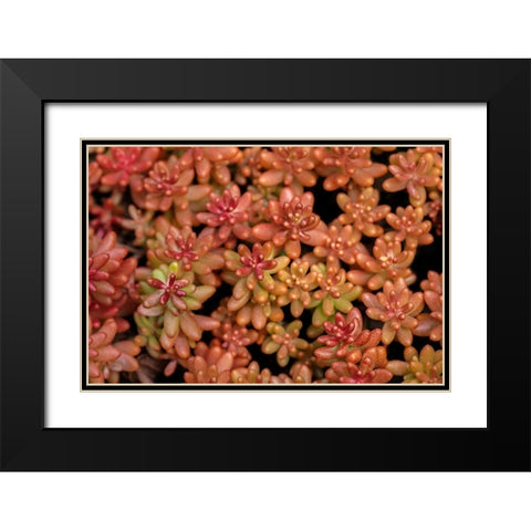 Redberry-Sedum Black Modern Wood Framed Art Print with Double Matting by Engelbrecht, Lisa S.