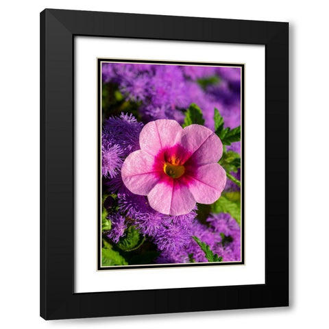 Pink Petunia and purple Bluemink Black Modern Wood Framed Art Print with Double Matting by Engelbrecht, Lisa S.