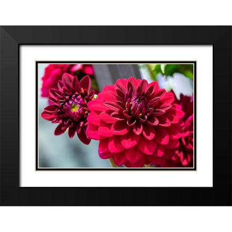 Red Dahlia Black Modern Wood Framed Art Print with Double Matting by Engelbrecht, Lisa S.